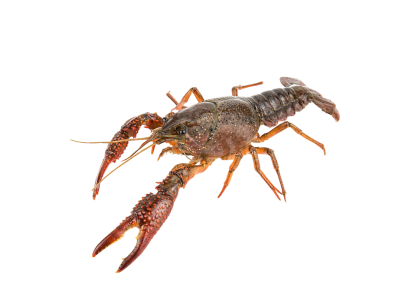 Рак отборный